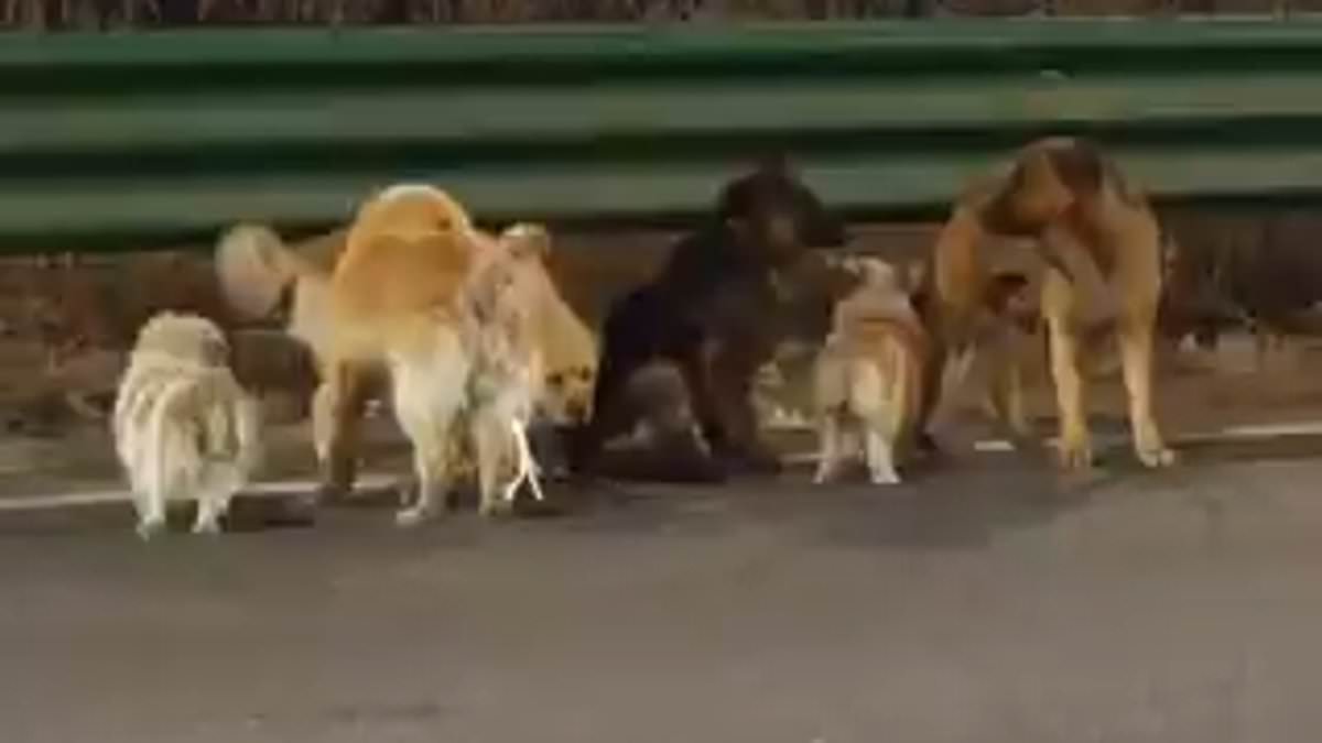 Heartwarming Escape: Seven Dogs' 10-Mile Journey Home from Chinese Meat Factory
