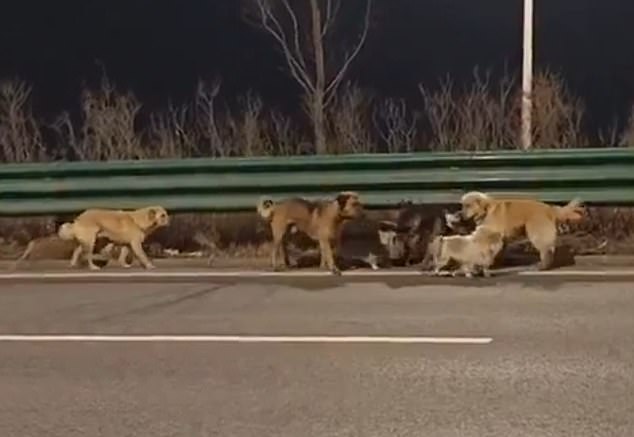 Heartwarming Escape: Seven Dogs' 10-Mile Journey Home from Chinese Meat Factory