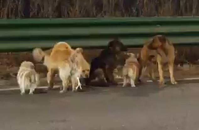 Heartwarming Escape: Seven Dogs' 10-Mile Journey Home from Chinese Meat Factory