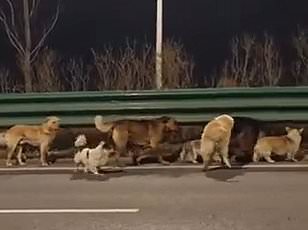 Heartwarming Escape: Seven Dogs' 10-Mile Journey Home from Chinese Meat Factory