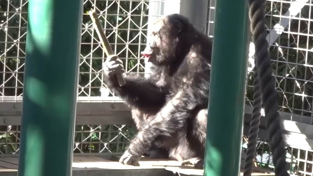 Chimpanzees Demonstrate Rhythmic Skill Comparable to Human Musicians, Study Reveals