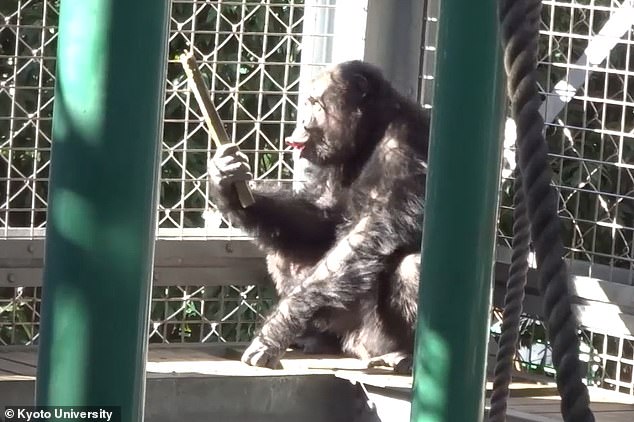 Chimpanzees Demonstrate Rhythmic Skill Comparable to Human Musicians, Study Reveals