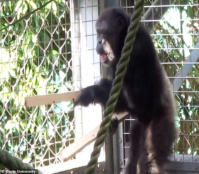 Chimpanzees Demonstrate Rhythmic Skill Comparable to Human Musicians, Study Reveals