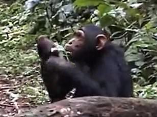 Chimpanzees Demonstrate Rhythmic Skill Comparable to Human Musicians, Study Reveals
