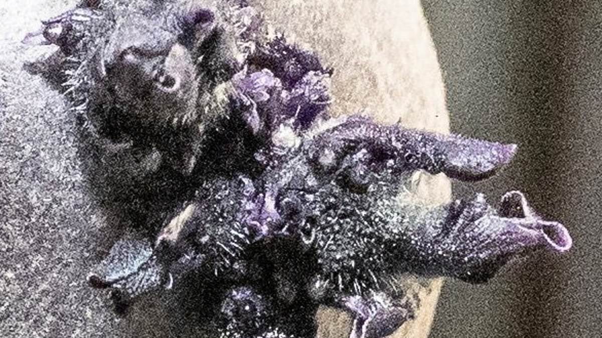 Mysterious Tentacled Object Spotted on ISS Sparks Viral Speculation and Jokes About 'Zero-G Fryers