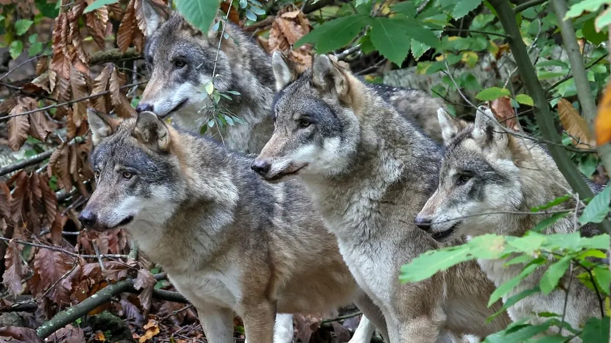 Wildwood Trust Euthanizes Adopted Wolf Pack, Sparking Outcry Over Lack of Transparency