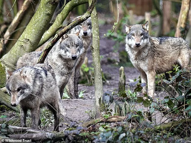 Wildwood Trust Euthanizes Adopted Wolf Pack, Sparking Outcry Over Lack of Transparency