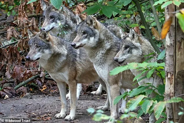 Wildwood Trust Euthanizes Adopted Wolf Pack, Sparking Outcry Over Lack of Transparency