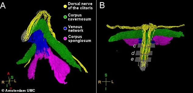 Breakthrough Study Creates First Detailed Clitoral Map, Unveiling Complex Nerve Network Linked to Enhanced Sensitivity and Medical Advancements