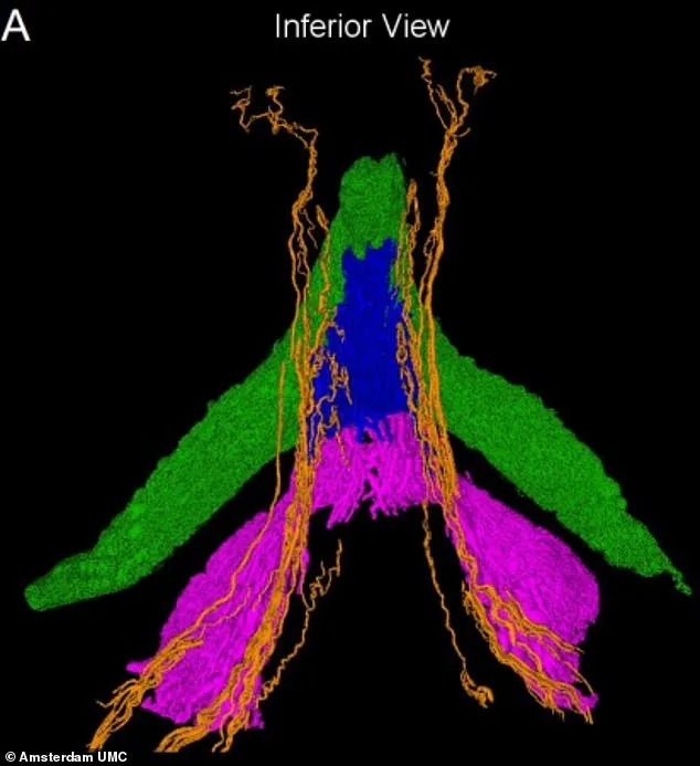 Breakthrough Study Creates First Detailed Clitoral Map, Unveiling Complex Nerve Network Linked to Enhanced Sensitivity and Medical Advancements