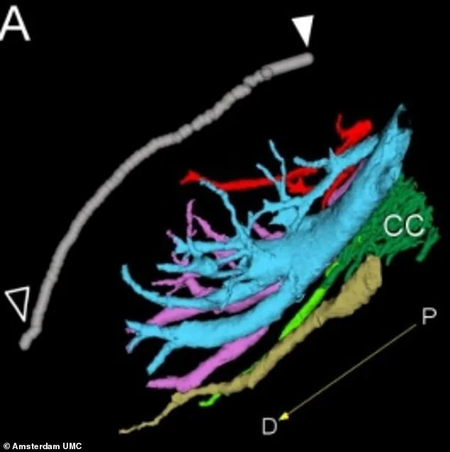 Breakthrough Study Creates First Detailed Clitoral Map, Unveiling Complex Nerve Network Linked to Enhanced Sensitivity and Medical Advancements