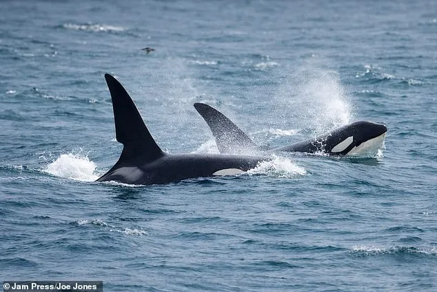 Steve Backshall's Rare Encounter with UK's Last Resident Killer Whales Captures 'Greatest British Wildlife Moment