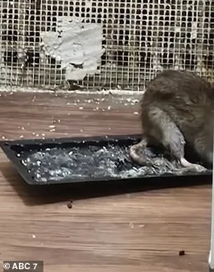 Elderly Breast Cancer Survivor Fights Relentless Rat Infestation in Bronx Apartment