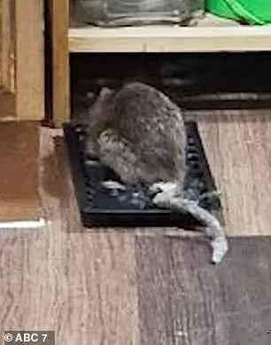 Elderly Breast Cancer Survivor Fights Relentless Rat Infestation in Bronx Apartment