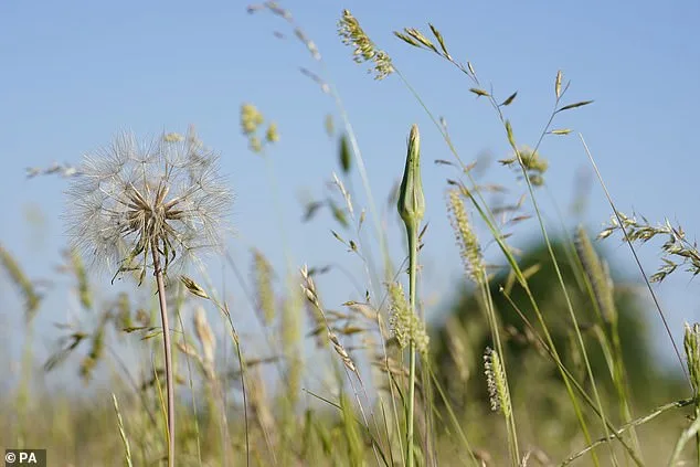 UK Hay Fever Sufferers Face Medication Overdose Risks Amid Unprecedented Pollen Surge