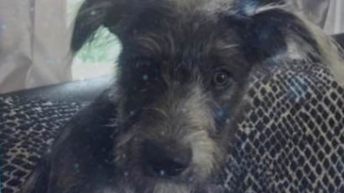 New data shows small dogs like lurchers are responsible for fatal bites.