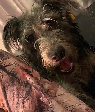 New data shows small dogs like lurchers are responsible for fatal bites.