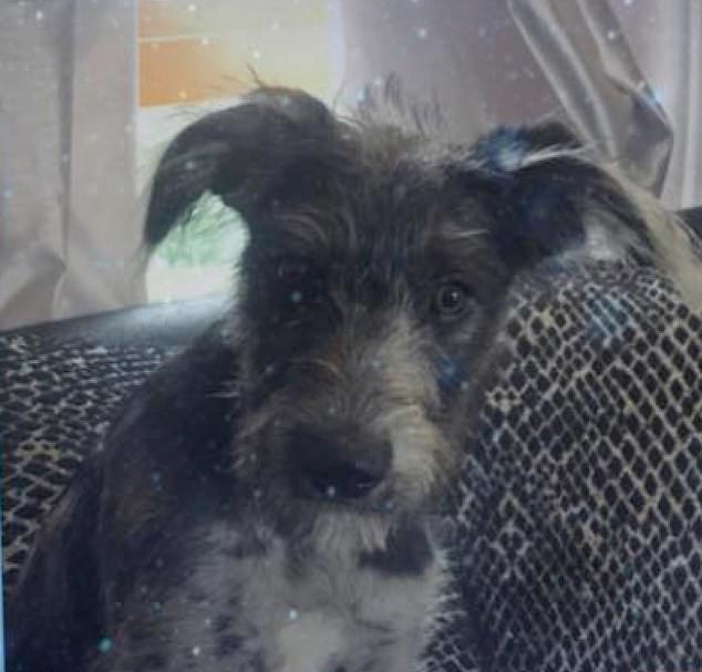 New data shows small dogs like lurchers are responsible for fatal bites.