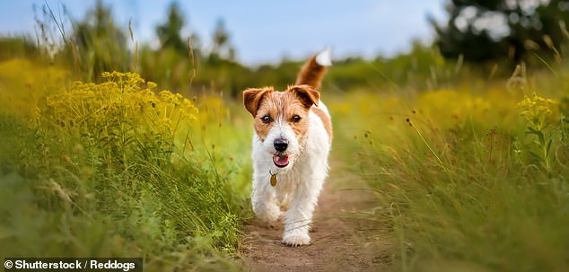 New data shows small dogs like lurchers are responsible for fatal bites.