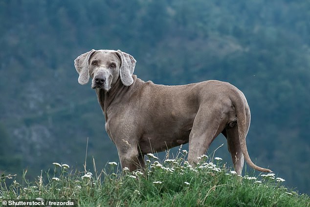 New data shows small dogs like lurchers are responsible for fatal bites.