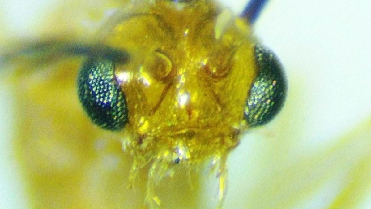 Venomous Asian needle ants now established in 20 US states.