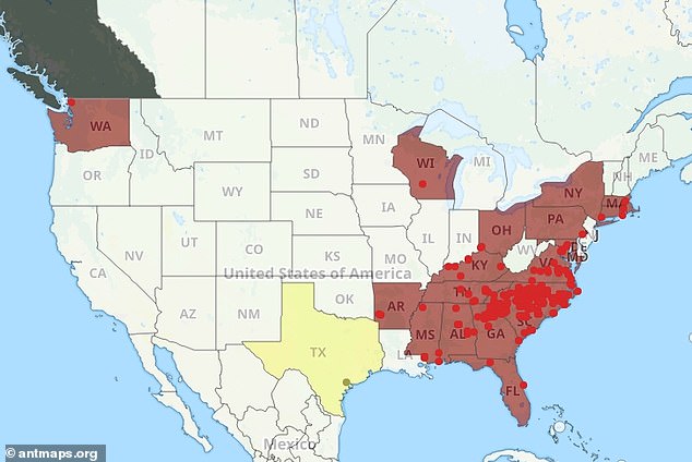Venomous Asian needle ants now established in 20 US states.
