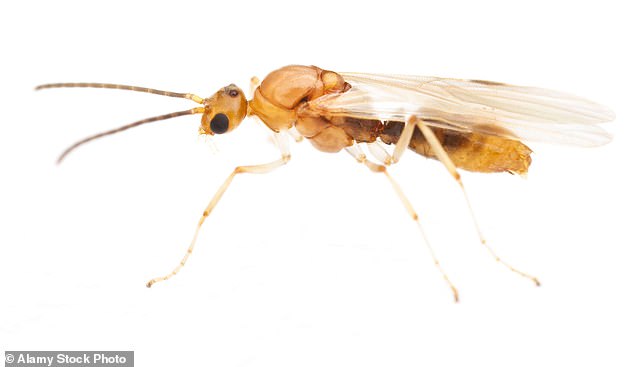 Venomous Asian needle ants now established in 20 US states.