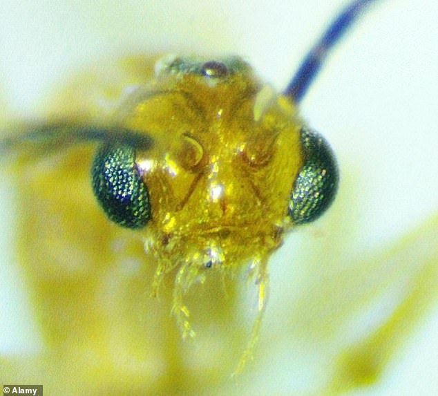 Venomous Asian needle ants now established in 20 US states.