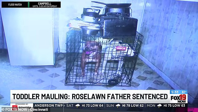 Father Sentenced to Prison for Daughter's Death in Dog Attack