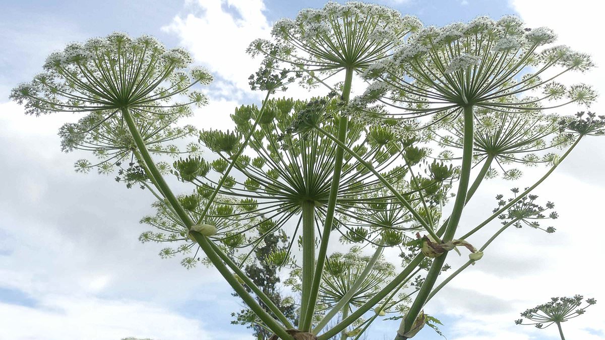 Boy Suffers Severe Burns After Mistaking Giant Hogweed for Toy