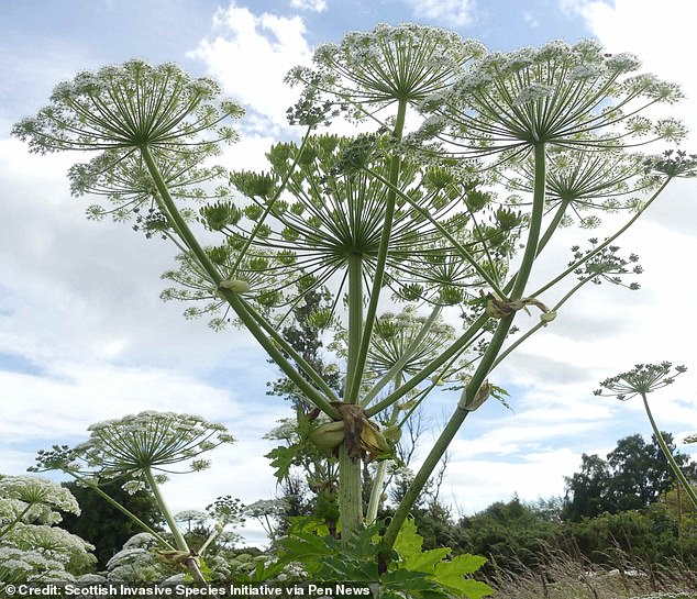Boy Suffers Severe Burns After Mistaking Giant Hogweed for Toy