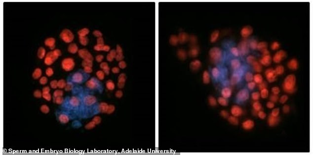 China launches first space embryo experiment to test human reproduction in orbit.