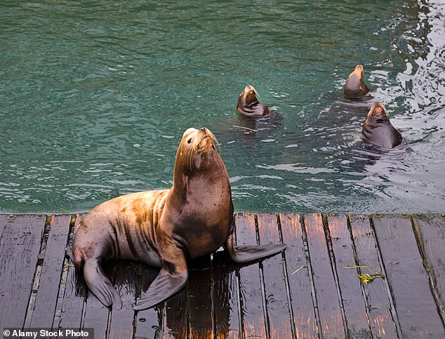 Washington Official Urges Trump to Authorize Lethal Sea Lion Removal