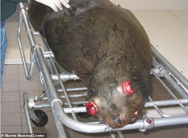 Washington Official Urges Trump to Authorize Lethal Sea Lion Removal