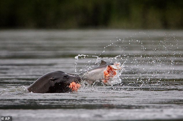 Washington Official Urges Trump to Authorize Lethal Sea Lion Removal