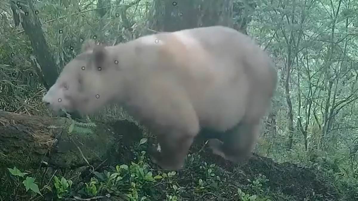 World's Sole Albino Giant Panda Confirmed as Male After Three Years