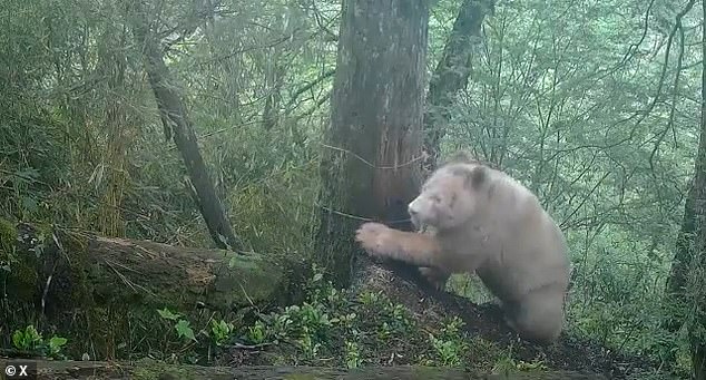 World's Sole Albino Giant Panda Confirmed as Male After Three Years