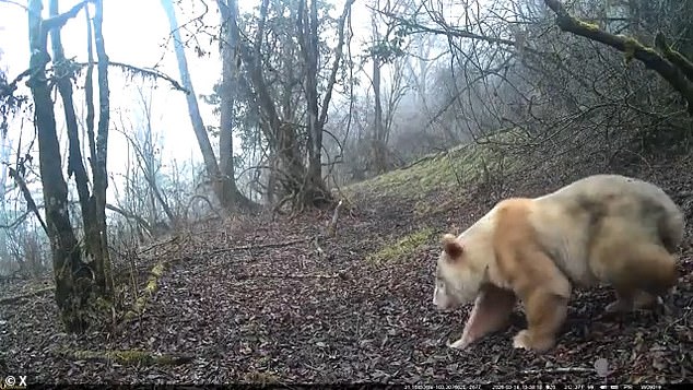World's Sole Albino Giant Panda Confirmed as Male After Three Years