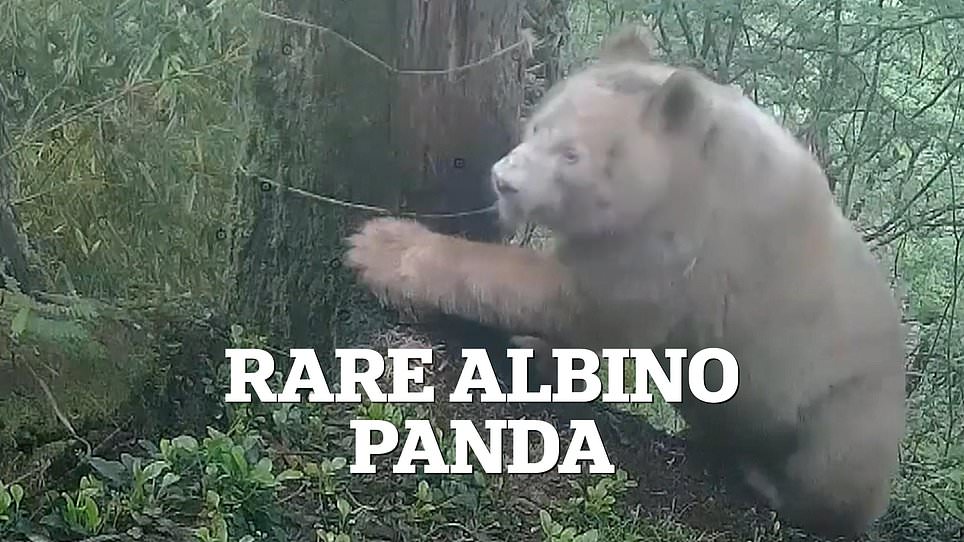 World's Sole Albino Giant Panda Confirmed as Male After Three Years
