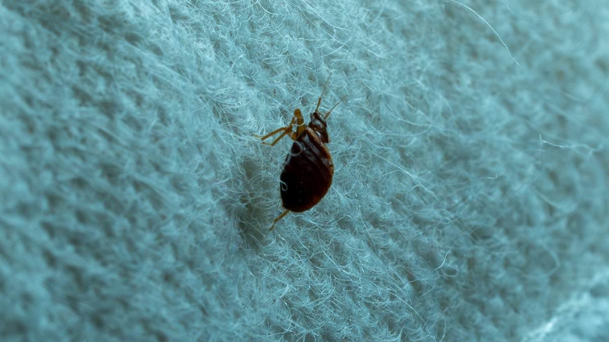 Chicago tops list as US cities face rising bed bug infestations.