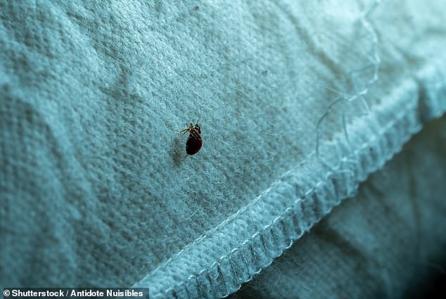 Chicago tops list as US cities face rising bed bug infestations.