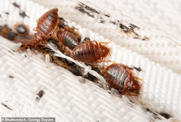 Chicago tops list as US cities face rising bed bug infestations.