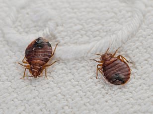 Chicago tops list as US cities face rising bed bug infestations.