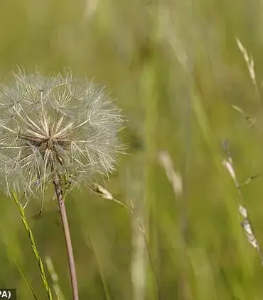 Apples and Onions Offer Relief for Early Spring Hay Fever Sufferers