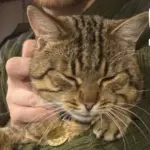 Burned War Zone Cat Rescued and Given Special Medical Attention