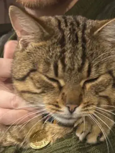 Burned War Zone Cat Rescued and Given Special Medical Attention
