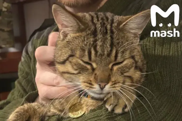 Burned War Zone Cat Rescued and Given Special Medical Attention