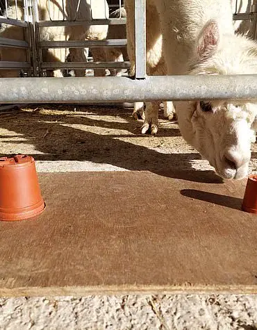 Goats Prove Their Smarts: New Study Reveals Their Unique Cognitive Abilities