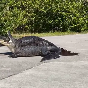 Rare Crocodile vs Alligator Confrontation Captured in Florida's Everglades