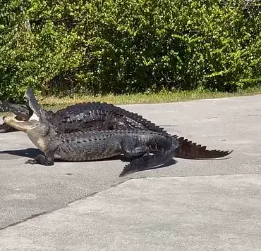 Rare Crocodile vs Alligator Confrontation Captured in Florida's Everglades